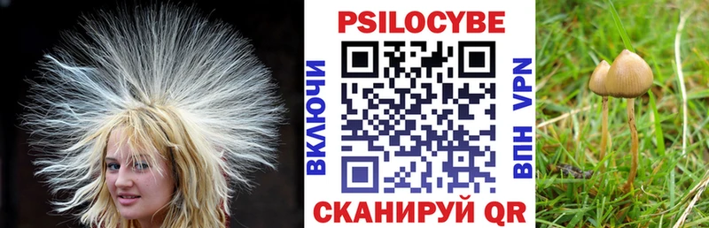 наркота  Петровск-Забайкальский  Галлюциногенные грибы Cubensis 